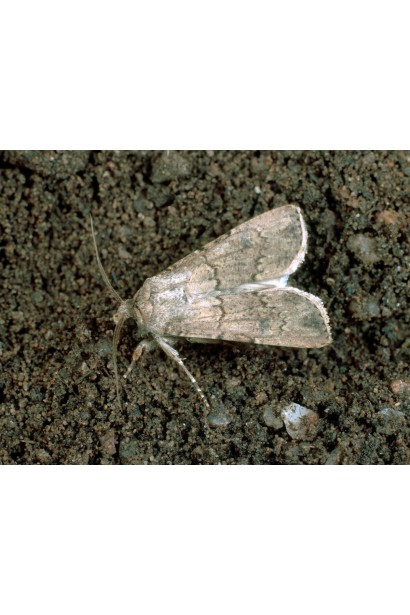 Ініціатор, 25 г